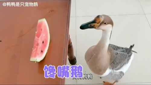 鹅吃不吃瓜