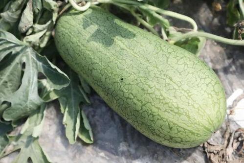 梦回云里吃瓜,一场穿越时空的美食之旅