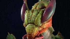 螳螂吃瓜图,自然界的生存智慧演绎